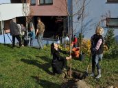 Pri novej nemocnici zasadili dobrovoľníci desiatky stromov