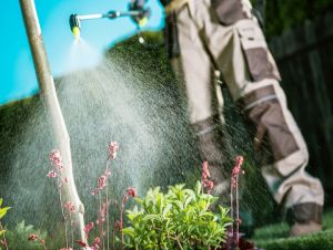 Ako postupovať pri odstránení škodcov v záhrade?
