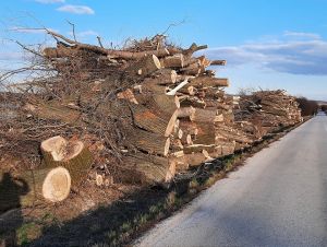 Bolerázska priehrada prišla o takmer stovku stromov