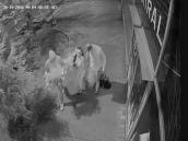 VIDEO: Zlodeji kradli na Ulici Ferka Urbánka, zachytila ich kamera