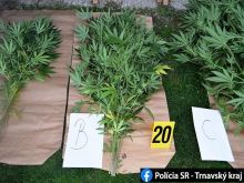 Drogová razia v Bučanoch: Polícia pri akcii Cannabis zadržala 30-ročného muža