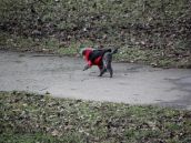 Peniaze z krízového fondu dajú v Piešťanoch do ciest a chodníkov