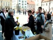Narcisy priniesli onkologickým pacientom viac peňazí