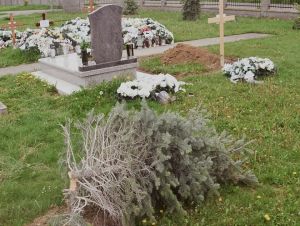 Vandalizmus na cintoríne v Dolnej Krupej, niekto tu vypílil mladé stromčeky