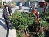 Zo starých drevín z trnavskej pešej zóny budú bonsaje