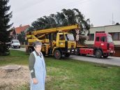 Vianočný stromček pre Trnavu oplakali v Cíferi, časť z neho pôjde do Čile
