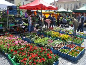 Májový kvet aj Tradičný trnavský jarmok už majú určené termíny