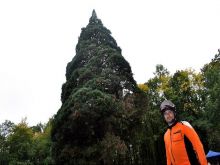 Sekvojovec z Dolnej Krupej skončil v súťaži Strom roka tretí