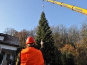 FOTO: Strom pre Brusel z Horných Orešian už vypílili, absolvuje 1200 kilometrov dlhú cestu
