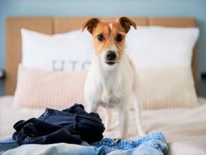 Hyperaktivita u psa: Ako upokojiť rozrušeného domáceho miláčika?