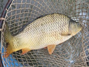 Veterinárna správa odporúča kupujúcim nechať si usmrtiť vianočnú ryby pri kúpe