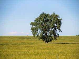 Križanova hruška z Bolerázu zatiaľ v ankete Strom roka vedie
