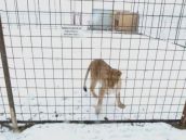 Chovateľa levov vo Zvončíne napadli vlastné šelmy. Prežil.