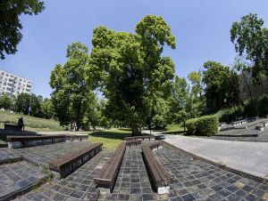 Lipa z Bernolákovho sadu v Trnave sa uchádza o titul Strom roka