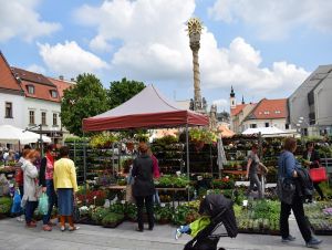 Májový kvet v Trnave zrušili, záhradkári o možnosť nákupu neprídu