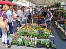 Centrum Trnavy rozkvitne, podujatie Májový kvet prinesie množstvo zelene
