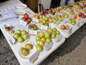Malokarpatské ovocné dedičstvo predstaví v sobotu podujatie v Trnave