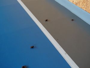 Sršne zlikvidovali, športovú halu v Modranke opäť otvoria