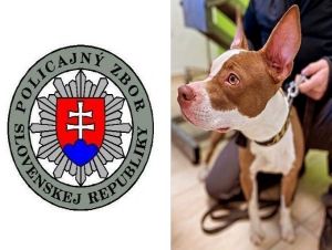 Neľudská krutosť! Fenku našli uviazanú o koľajnicu, kadiaľ premávajú vlaky