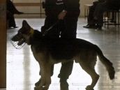 Policajti nacvičovali so psami vyhľadávanie drog a výbušnín