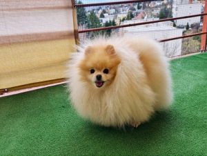 pomeranian_250611.jpg