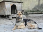 Riaditeľka kaštieľa Edita Bugalová: Starostlivosť o sučku Aju sme nezanedbali
