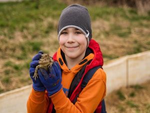 Pri Moravanoch budú  prenášať ropuchy cez cestu, aby neskončili pod kolesami áut