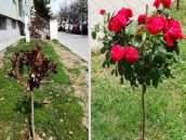 Trnavčania môžu získať peniaze na skrášlenie okolia bytoviek