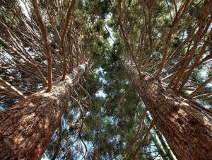 O botanickú záhradu v Trnave sa bude starať mesto, opäť ju otvorí pre verejnosť