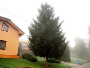 Trnava bude mať vianočný strom z Borovej, privezú ho už dnes