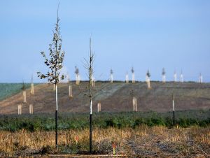 FOTO: Trnava začala v Štrkoch s výsadbou rozsiahleho lesoparku