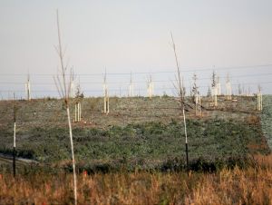 V Trnave rastie obrovský lesopark, v Štrkoch vysadili ďalšie stovky stromov