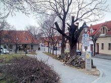 Veľký strom z Jeruzalemskej ulice musel preč, bol hrozbou pre ľudí