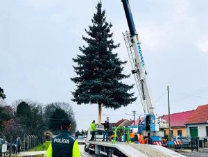 Vianočný strom pre prezidentský palác pochádza z Trstína