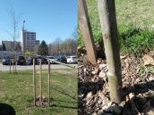 Choré! Na Družbe opäť niekto spiloval vysadené stromy