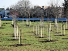 Medzi Sibírskou ulicou a obchvatom vysadili nové stromy, vzniká tu zelený pás