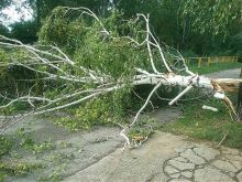 V Banke spadol počas nočnej búrky strom na zaparkovaný autobus