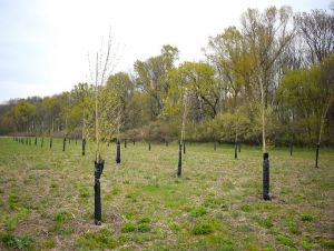 Záujemcovia o výsadbu stromov môžu získať grant, prihlasovanie je spustené