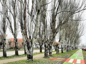 Na Rybníkovej ulici plánujú vyrúbať značnú časť topolovej aleje