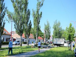 Na Rybníkovej ulici začal masívny výrub topoľovej aleje