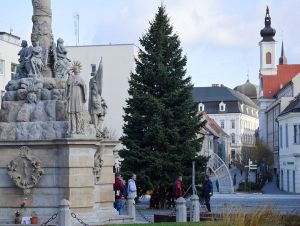 Trnava už má na námestí vianočný strom, pochádza z Horných Orešian