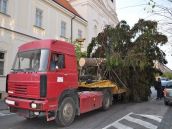 Do centra Trnavy privezú vo štvrtok vianočný strom