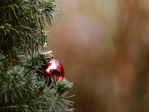 Zber vianočných stromčekov v Trnave bude v sobotu, potom ešte o dva týždne