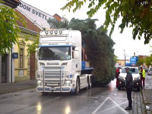 Vianočný strom na trnavské Trojičné námestie privezú zo Suchej nad Parnou