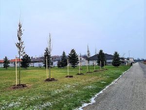 Voderady a niektoré ďalšie obce budú zelenšie, sadia v nich nové stromy