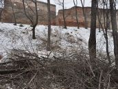 KDH sa obulo do Bročku: Podporuje petíciu za zastavenie výrubu stromov