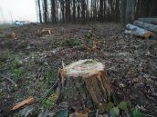 Drevo z mestských stromov končí v komposte, mesto s ním neobchoduje