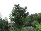 Rarita v trnavskej záhrade: Rastlina vyrástla do výšky takmer osem metrov