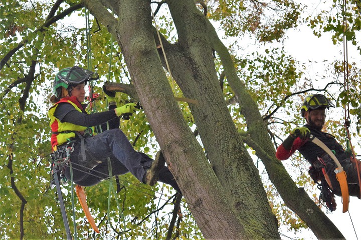 Na Ustianskej ulici začali arboristi s odborným orezom líp