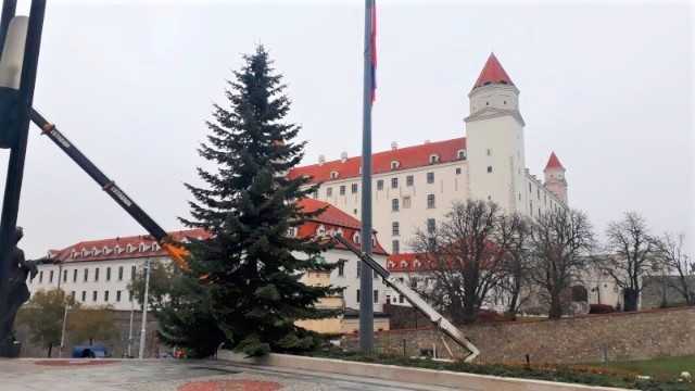 Pred parlamentom pripomína vianočné obdobie strom z Dechtíc